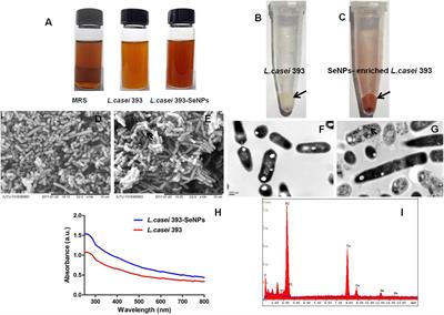Biogenic Synthesis of Novel Functionalized Selenium Nanoparticles by <mark class="highlighted">Lactobacillus casei ATCC 393</mark> and Its Protective Effects on Intestinal Barrier Dysfunction Caused by Enterotoxigenic Escherichia coli K88